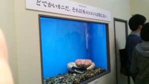 かに